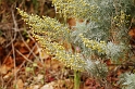 0735 Artemisia arborescens